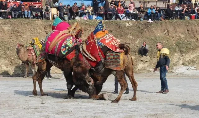 Başkan Güler, deve güreşi festivalini iptal ettiklerini duyurdu