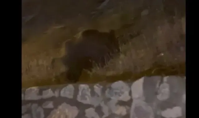 Muş'ta yaban domuzları şehir merkezine indi