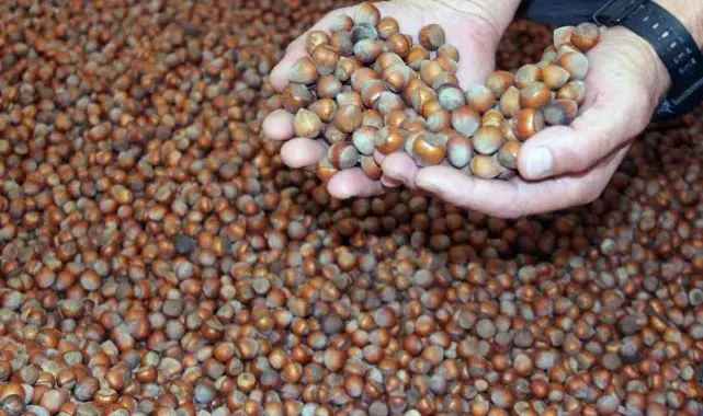 Yeni yıla günler kala fındık fiyatı 100 TL istikrarını sürdürüyor