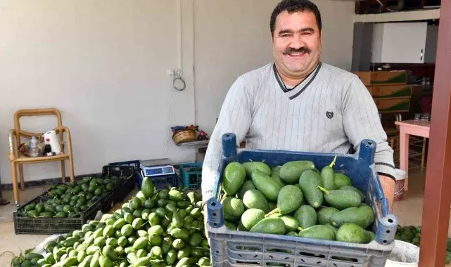 Avokado üreticileri hasat yaptı