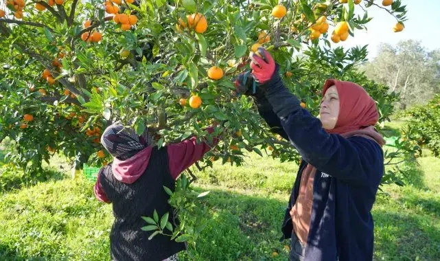 Coğrafi işaretli Havran Mandalinası hasat ediliyor