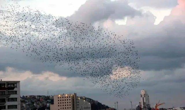 Gökyüzünde sığırcık şöleni