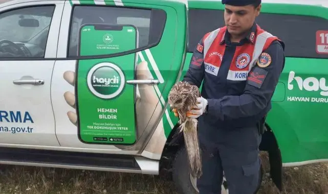 Jandarma ekipleri yaralı şahin buldu