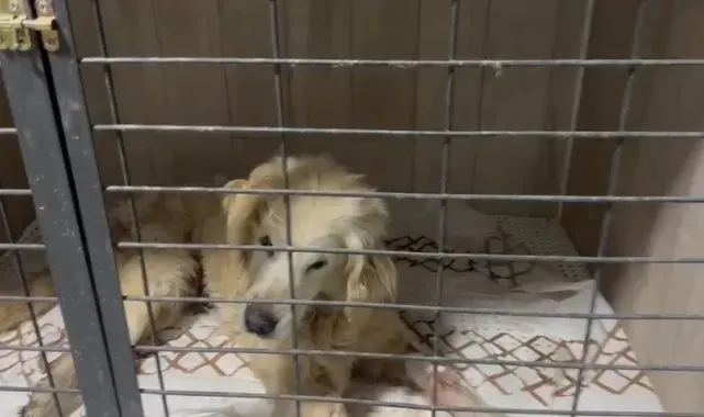 14 yaşındaki köpeğin tümör ameliyatı başarılı bir şekilde yapıldı