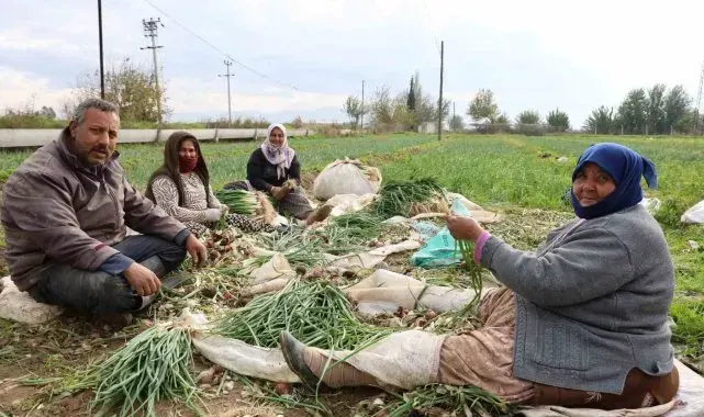 Yeşil soğan bu yıl üreticisini memnun etti