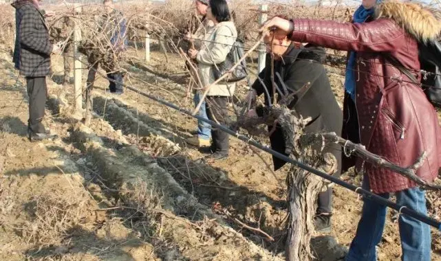 Uzmanlardan bağcılara budama uyarısı