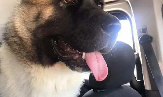 Haki'yi tekmeyle öldüren sanık 'ağızlığı yoktu'; köpeğin sahibi 'Yasaklı ırklardan değil'