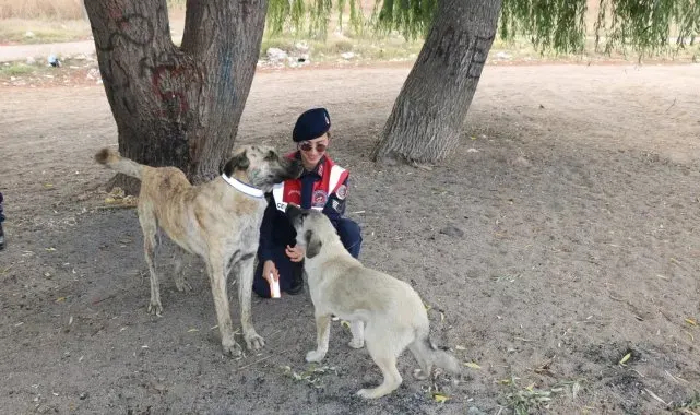 Jandarma ekipleri sahipsiz köpeklere reflektörlü tasma takıyor