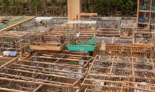 Edirnekapı'da satılan avlanması yasak kuşlara el konuldu