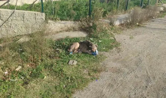 Cips hırsızı köpek kamerada