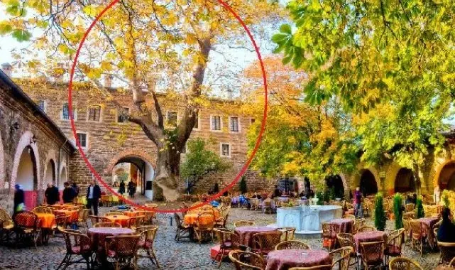 Tarihi handaki 250 yıllık çınar ağacı, lodos nedeniyle devrildi