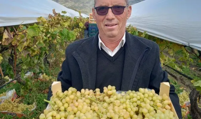 Sarıgöl'de bir yandan hasat bir yandan budama