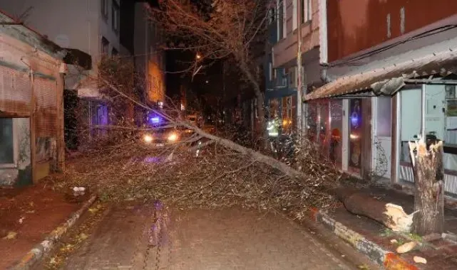 Edirne'de lodos ağaçları devirdi