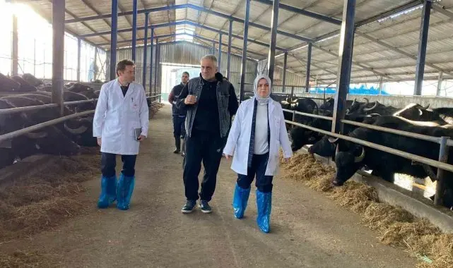Manda yetiştiricileri destekleniyor