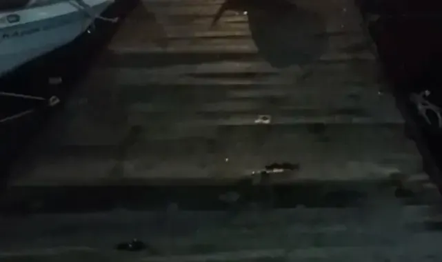 Bursa'da su samuru kediyi böyle kovaladı