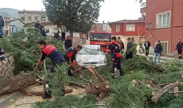 Amasya'da kuvvetli rüzgar; ağaç, otomobilin üzerine devrildi