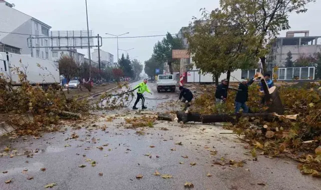 Rüzgar nedeniyle devrilmek üzere olan ağaç korkuttu