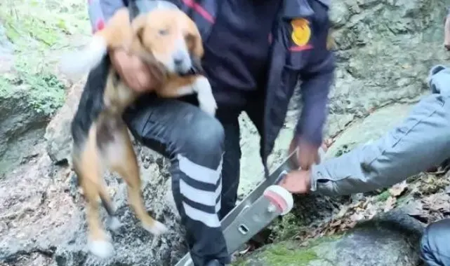 Hatay'da kuyuya düşen köpeği, itfaiye kurtardı
