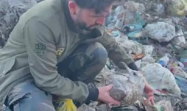 Çöplükte bulduğu, burnuna olta iğnesi saplanan martıyı evine götürüp tedavi etti