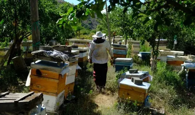 Erzincan'da arıların "tatlı uykusu" başlıyor