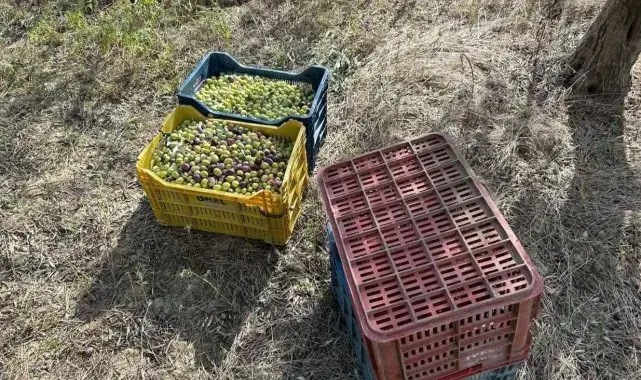 Çaldığı zeytinlerle suçüstü yakalandı