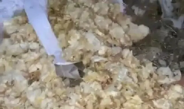 Amasya'da ağzı bağlı çuvallarda, 600 ölü civciv bulundu