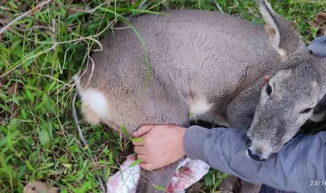 Köpeklerin saldırısına uğrayan karacayı işçiler kurtardı
