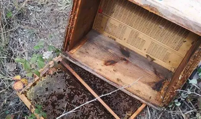 Köye inen ayı, arı kovanlarını parçaladı