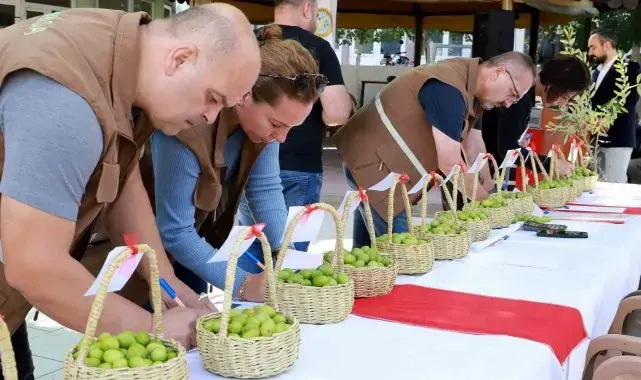 Belen'in tescilli zeytinleri yarıştı