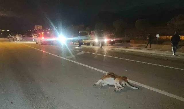 Van'da köpeğe çarpmamak için kaza yaptı: 8 kişi yaralandı