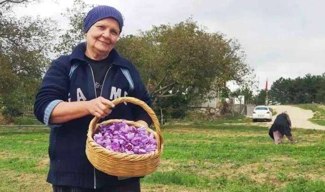 Serin hava 'dünyanın en pahalı baharatı'nda çiçeklenmeyi artırdı