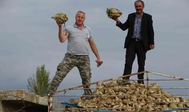 Hisarcık'ta şeker pancarı üretiminde artış