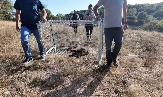 Tekirdağ'da yaralı tilki tedavi edilip doğaya bırakıldı