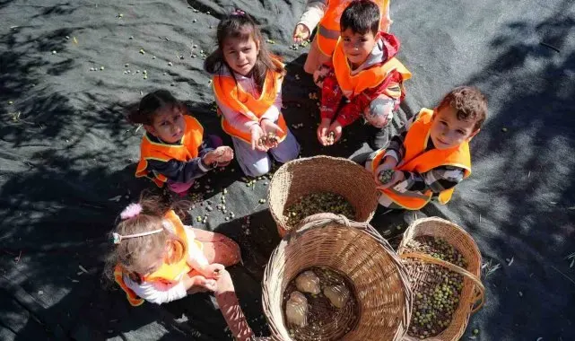 Aliağalı minik öğrenciler Şakran'da zeytin hasadı yaptı