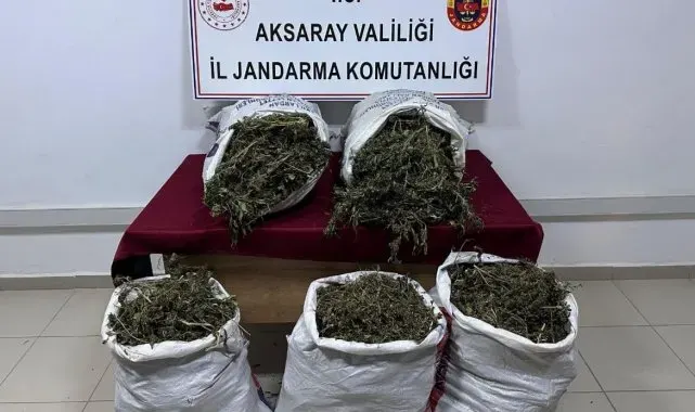 Evinin bahçesinde kenevir yetiştiren şahıs tutuklandı