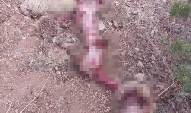 Gediz'de ayı koyunu parçaladı, çobanlar tedirgin