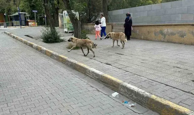 Kağızman'da başıboş köpekler tehlike saçıyor