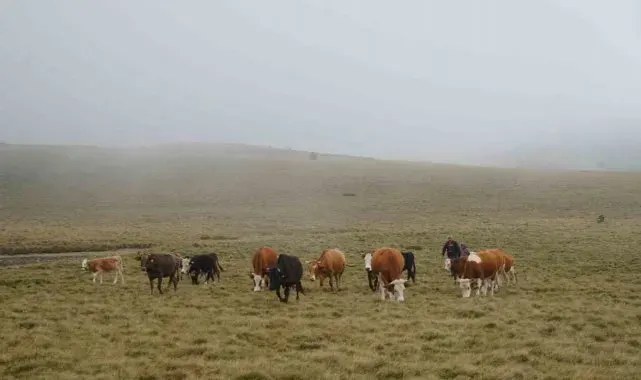Herkesin gezmek istediği yaylalar onların geçim kaynağı