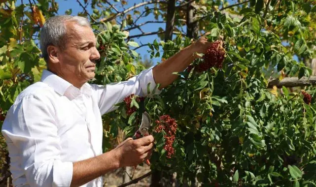 "Sumakçı Dede" bir ilke imza attığı sumakları miras bıraktı