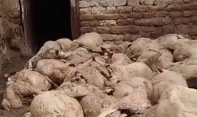 Sivas'ta ağıldaki 66 koyun telef oldu