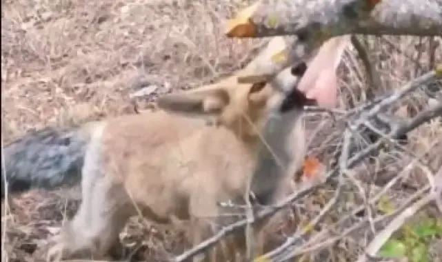 Isparta'da vatandaşlardan tilkiye tavuk ikramı