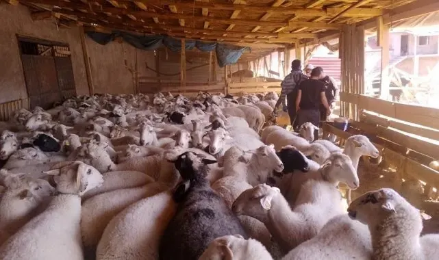 Afyonkarahisar'da şap ve brucella aşısı yapıldı