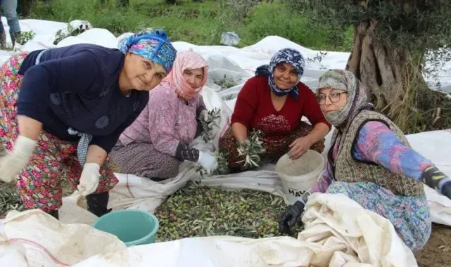 Sofralık zeytin üretiminin yüzde 10'unu Aydın karşılıyor