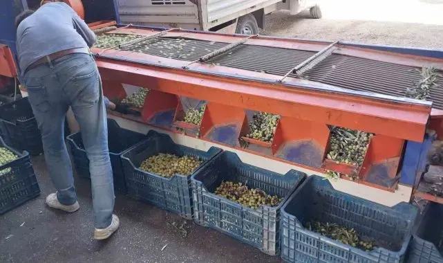 Mersin'de bahçeden sofralara zeytinyağı yolculuğu başladı