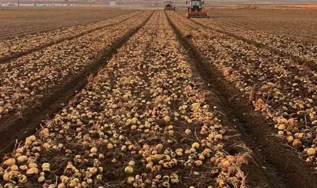 Tomarza'da patates hasadı tüm hızıyla devam ediyor