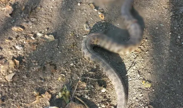 Zeytin toplarken engerek yılanı soktu