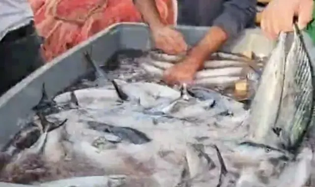 Kastamonu'da palamut bolluğu yaşanıyor