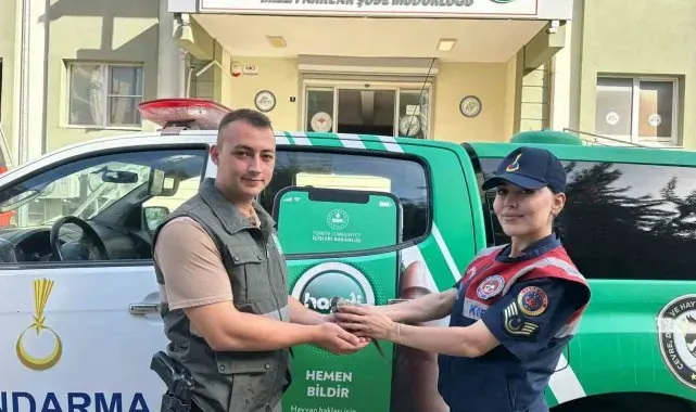 Jandarmanın bulduğu yaralı kumru tedaviye alındı