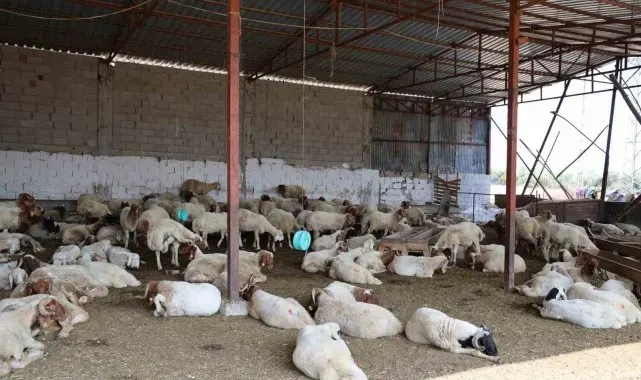 'Mavi dil' hastalığı 20 yıl sonra ilk kez görüldü