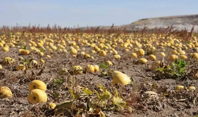 Nevşehir'de çerezlik kabak çekirdeği hasadı yapıldı